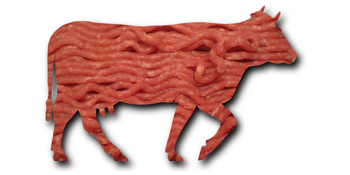 Animals meat. Соединительная ткань мяса животных. Ткани мяса убойных животных. Белки в мясе убойных животных.